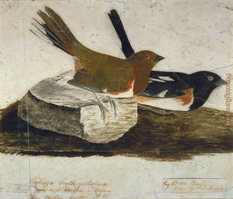 Towhee Bunting painting - John James Audubon Towhee Bunting art painting